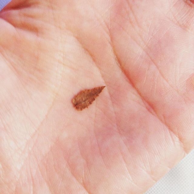 昨日の名残。オフィスピクニックは公園で。黄昏どき迄やってたんだよね。ピロウズの「公園〜黄昏のワルツ〜」は名曲だわ(*^^*) (Instagram)