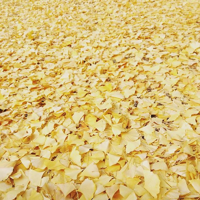 近所の公園にて。 #きいろのせかい #いちょう #ふゆ (Instagram)