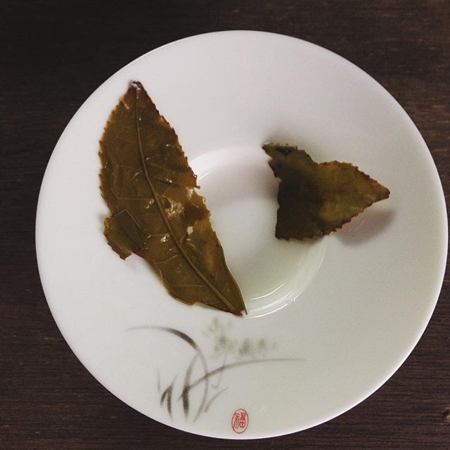 烏龍茶は、半発酵茶。お茶の葉っぱは縁がギザギザで、発酵は縁から起きる。茶色がかっているのがわかるかな。 #半発酵茶 #烏龍茶 #お茶っ葉 (Instagram)