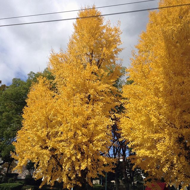今年も鮮やか！……掃除大変そう^^; (Instagram)