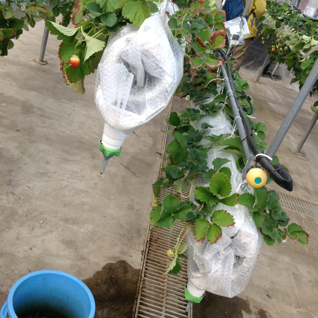 イチゴの中空栽培